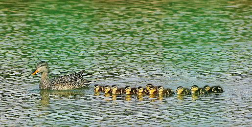 《刺客信条：幻景》剧情动画及实机演示公开